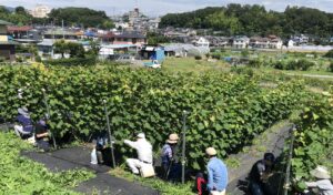 2025年八王子ぶどうの傘かけ
