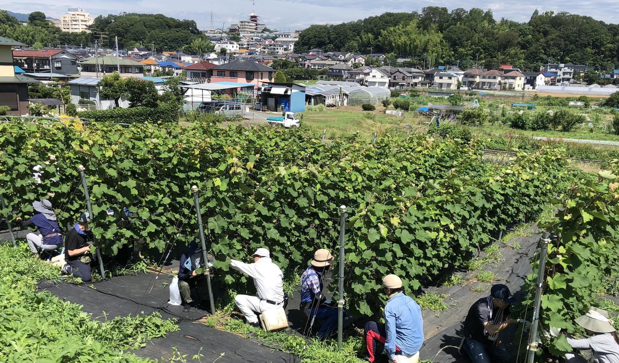 八王子で育てるワイン用ぶどうの恒例行事！「傘かけ」作業やりました